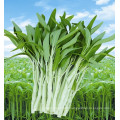 Green leaf green stem kongxin cai kangkong water spinach Chinese vegetable seeds package